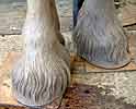 Clay feet